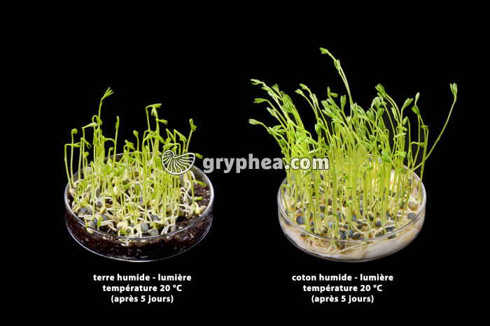 Germination des lentilles - rôle du substrat - gryphea.org